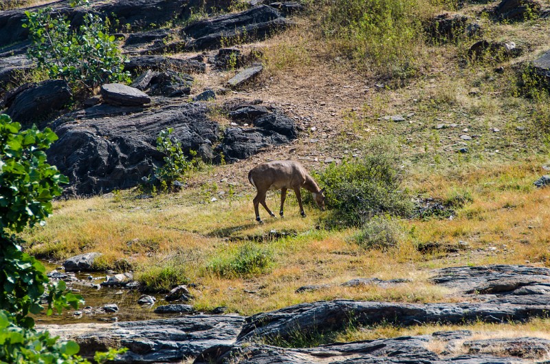 Indien_664.jpg - (C) Peter Graefling 2012