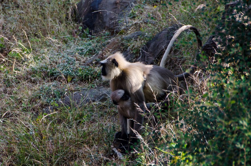 Indien_669.jpg - (C) Peter Graefling 2012