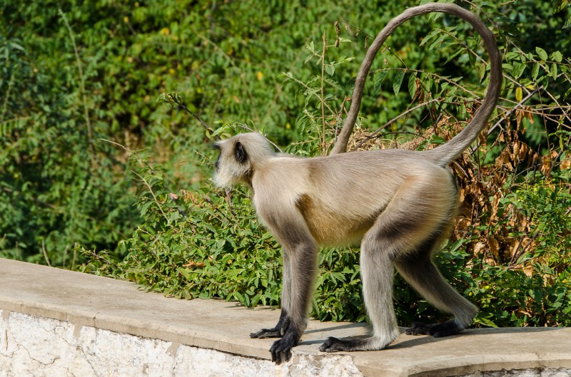 Indien_673.jpg - (C) Peter Graefling 2012