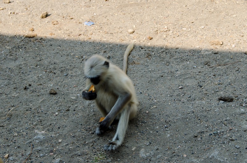 Indien_675.jpg - (C) Peter Graefling 2012