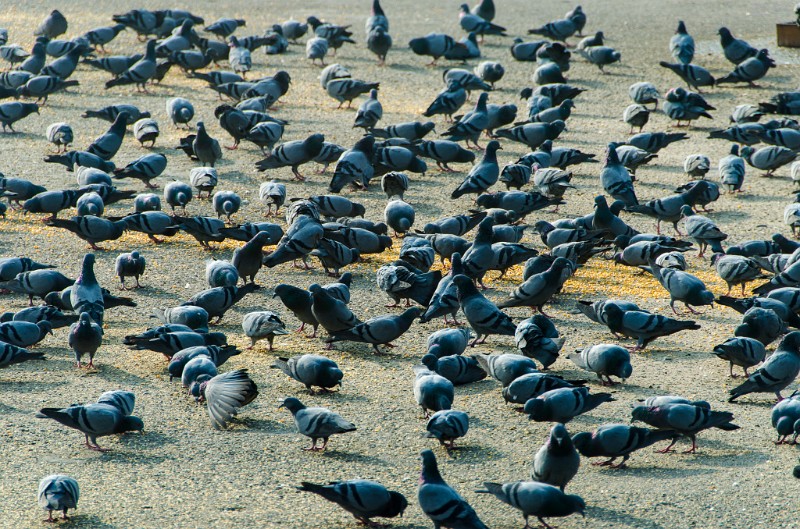 Indien_747.jpg - (C) Peter Graefling 2012