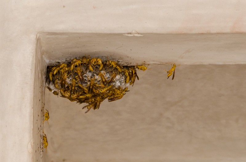 Indien_768.jpg - (C) Peter Graefling 2012