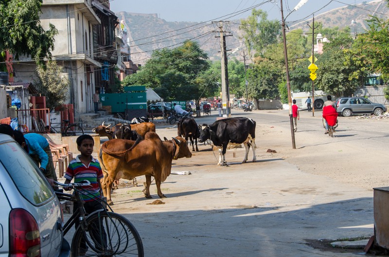 Indien_819.jpg - (C) Peter Graefling 2012