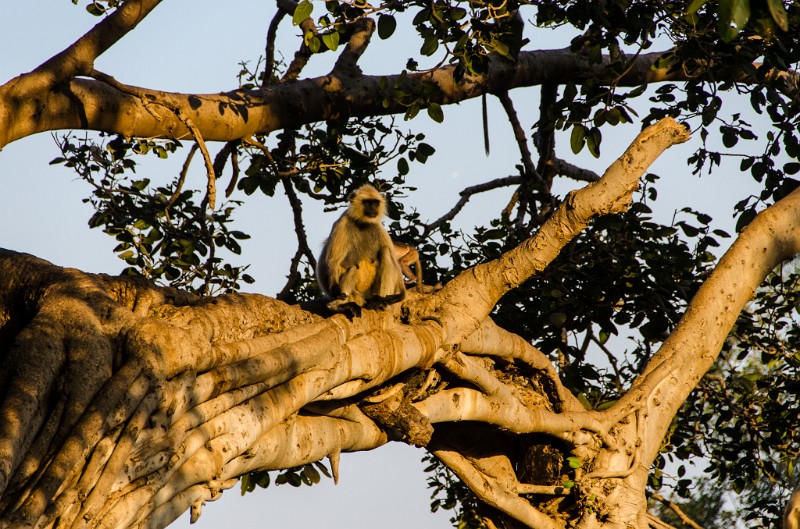 Indien_831.jpg - (C) Peter Graefling 2012