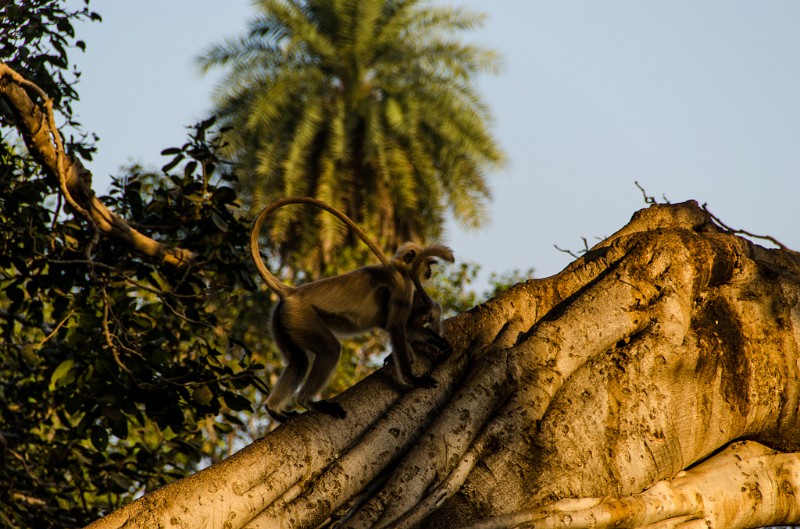 Indien_832.jpg - (C) Peter Graefling 2012