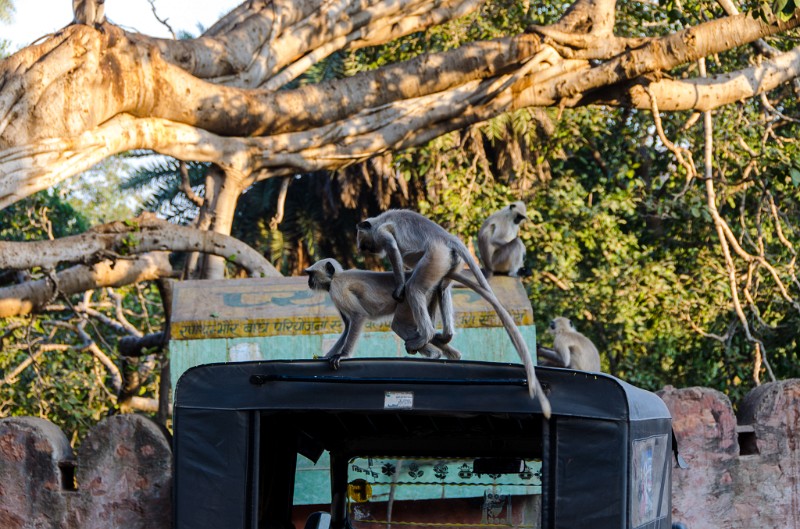 Indien_833.jpg - (C) Peter Graefling 2012