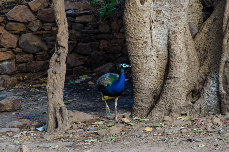 Indien_834.jpg - (C) Peter Graefling 2012