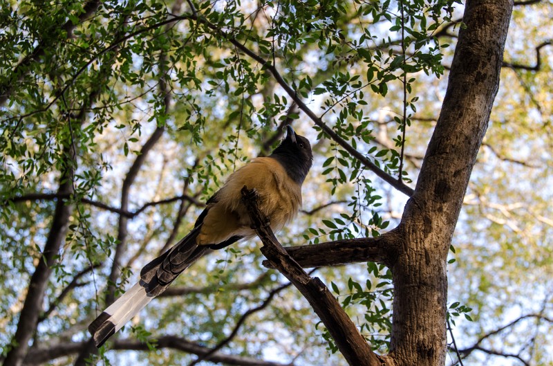 Indien_840.jpg - (C) Peter Graefling 2012