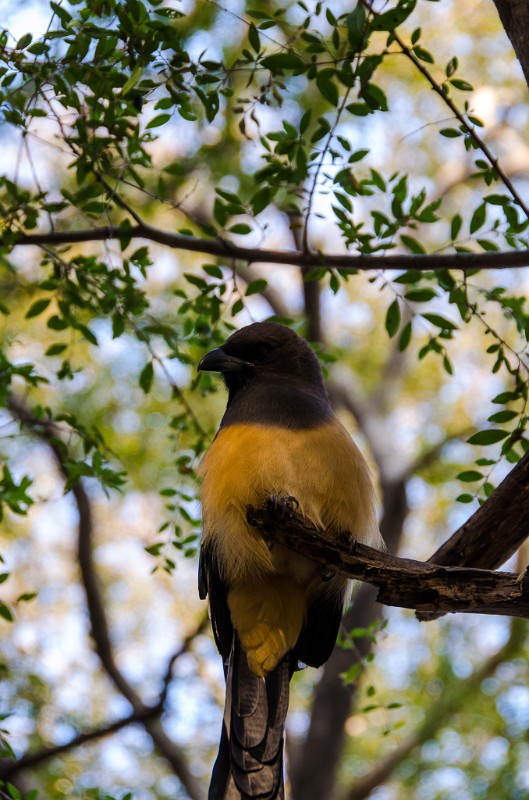 Indien_841.jpg - (C) Peter Graefling 2012