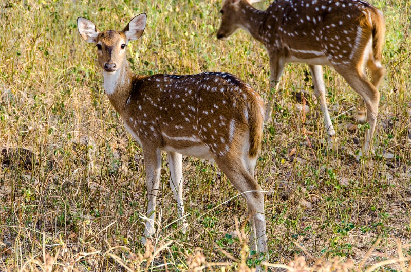 Indien_842.jpg - (C) Peter Graefling 2012