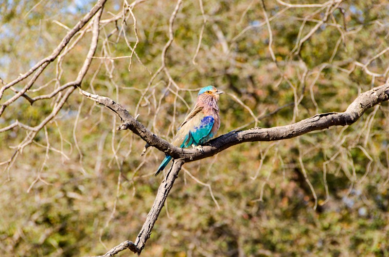 Indien_843.jpg - (C) Peter Graefling 2012