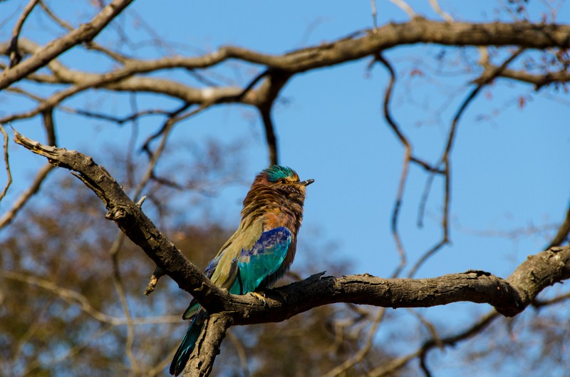 Indien_844.jpg - (C) Peter Graefling 2012