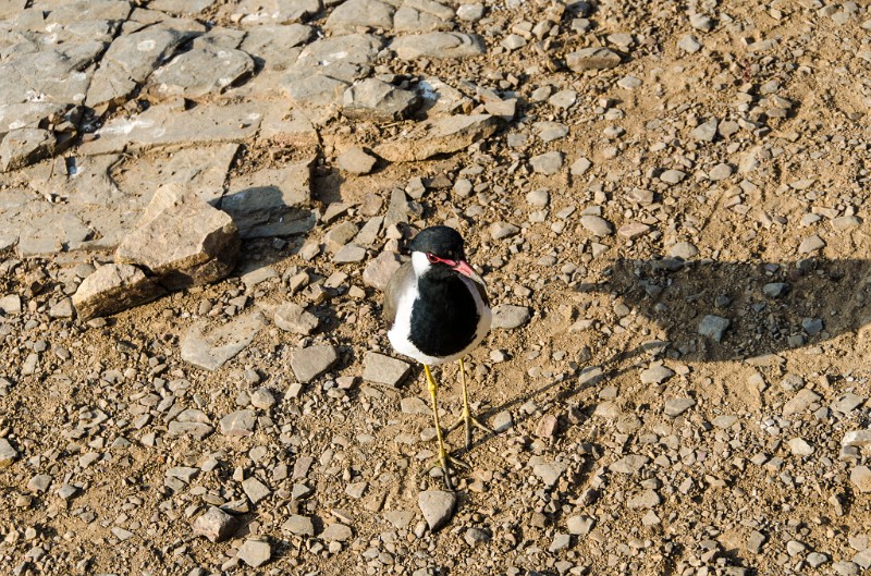 Indien_847.jpg - (C) Peter Graefling 2012