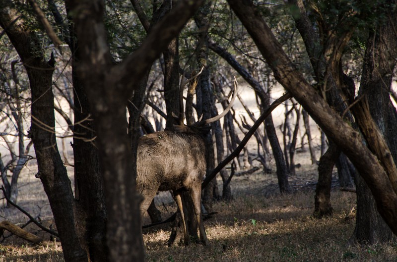 Indien_848.jpg - (C) Peter Graefling 2012