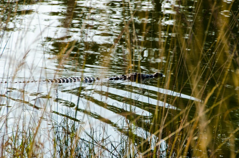 Indien_849.jpg - (C) Peter Graefling 2012