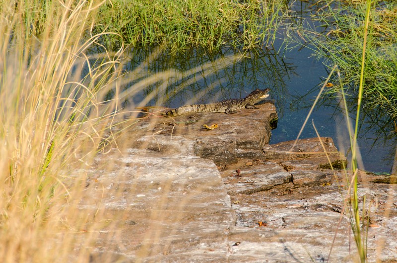 Indien_850.jpg - (C) Peter Graefling 2012