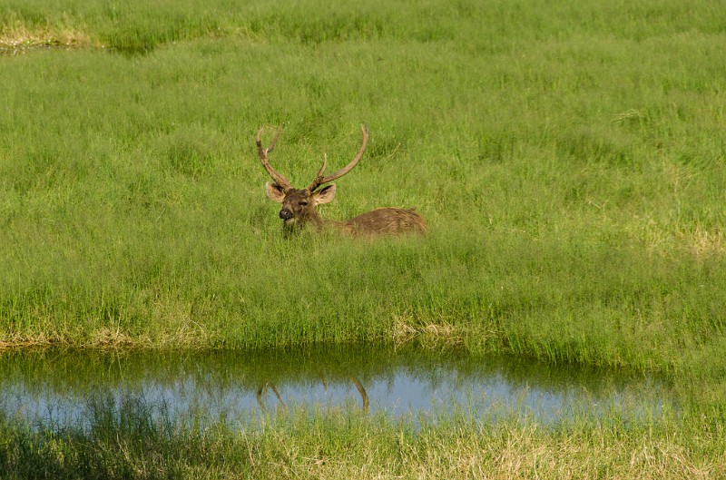 Indien_853.jpg - (C) Peter Graefling 2012