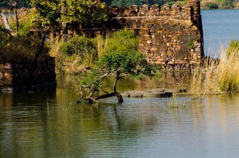 Indien_854.jpg - (C) Peter Graefling 2012