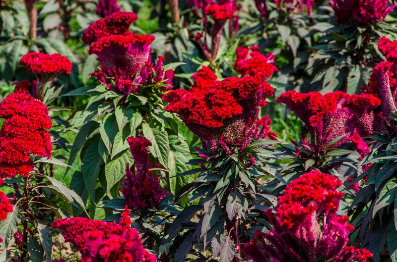 Indien_867.jpg - (C) Peter Graefling 2012