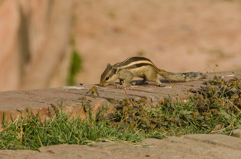 Indien_920.jpg - (C) Peter Graefling 2012