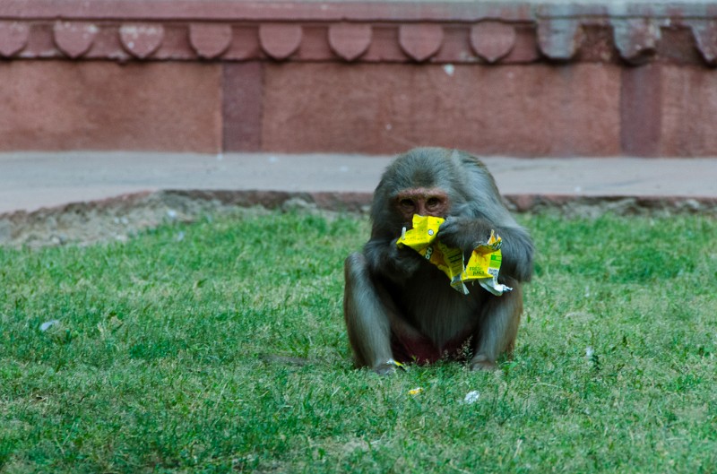 Indien_936.jpg - (C) Peter Graefling 2012